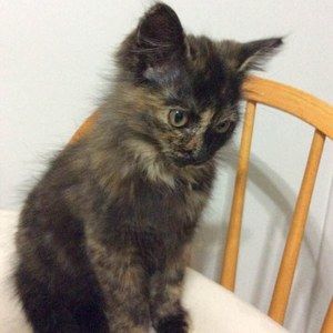 Meet your Posher, Norma